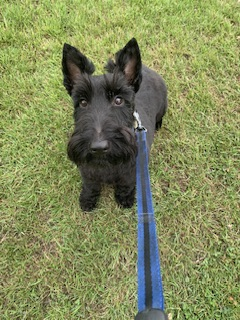 MEGHAN HOME SAFE. THANKS FOR RT's 😊🐕🐾

🆘10 AUG 2025 #Lost Meghan #ScanMe
Black Scottish Terrier Female 
Valeswood Road #Downham #Bromley #GreaterLondon #BR1 doglost.co.uk/dog/199521