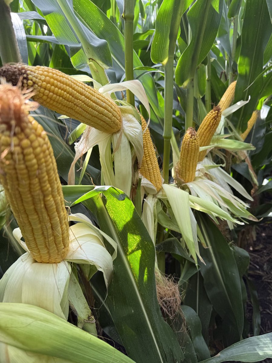 ScottJVV's tweet photo. 13777PCE no-till central Iowa mid April planted. Maybe the pollination issues will keep it under 300 but just barely.  ⁦@PioneerSeeds⁩ https://t.co/RT0oZpoLsZ
