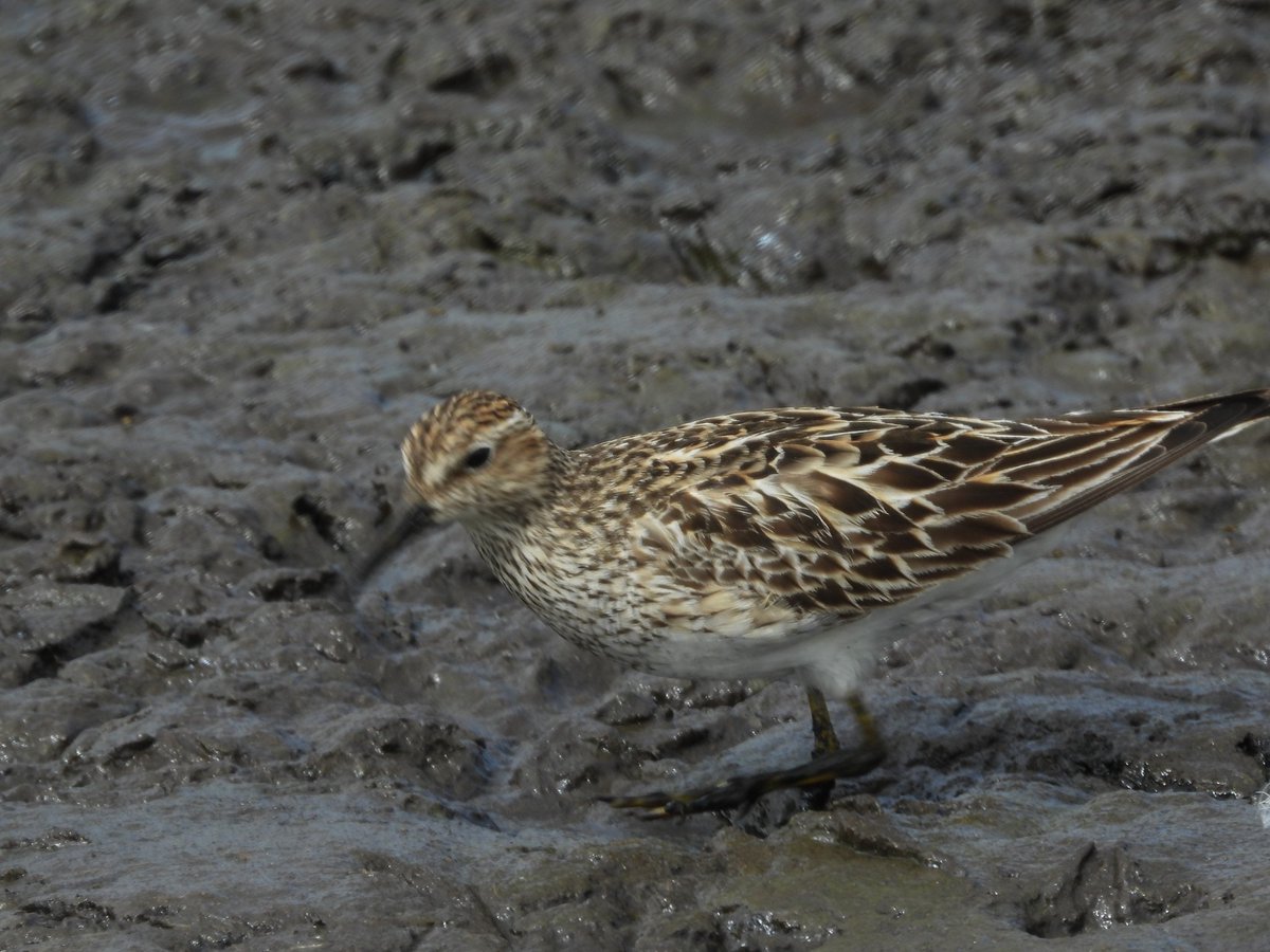 Symcoe's tweet photo. Pectoral Sandpiper at Margrove ponds https://t.co/vPFuk7vffu