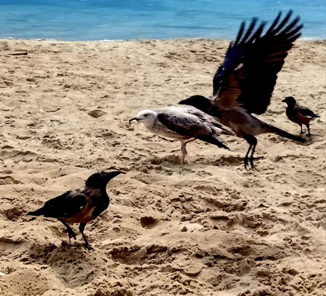 Катерина Галич tweet media