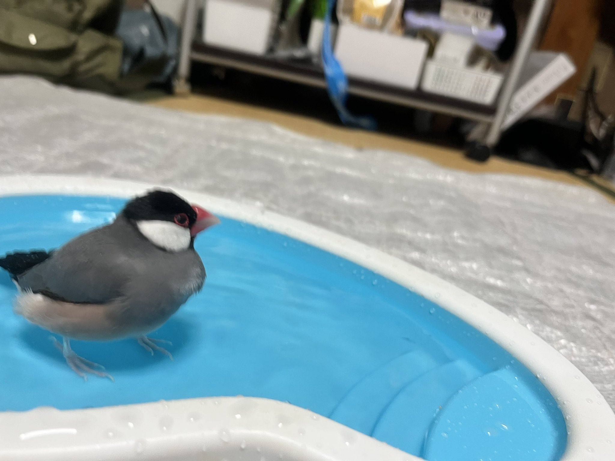 ポンきち 朝仕事終わって乗るか迷って 涼しそうやったから5時からちょろと