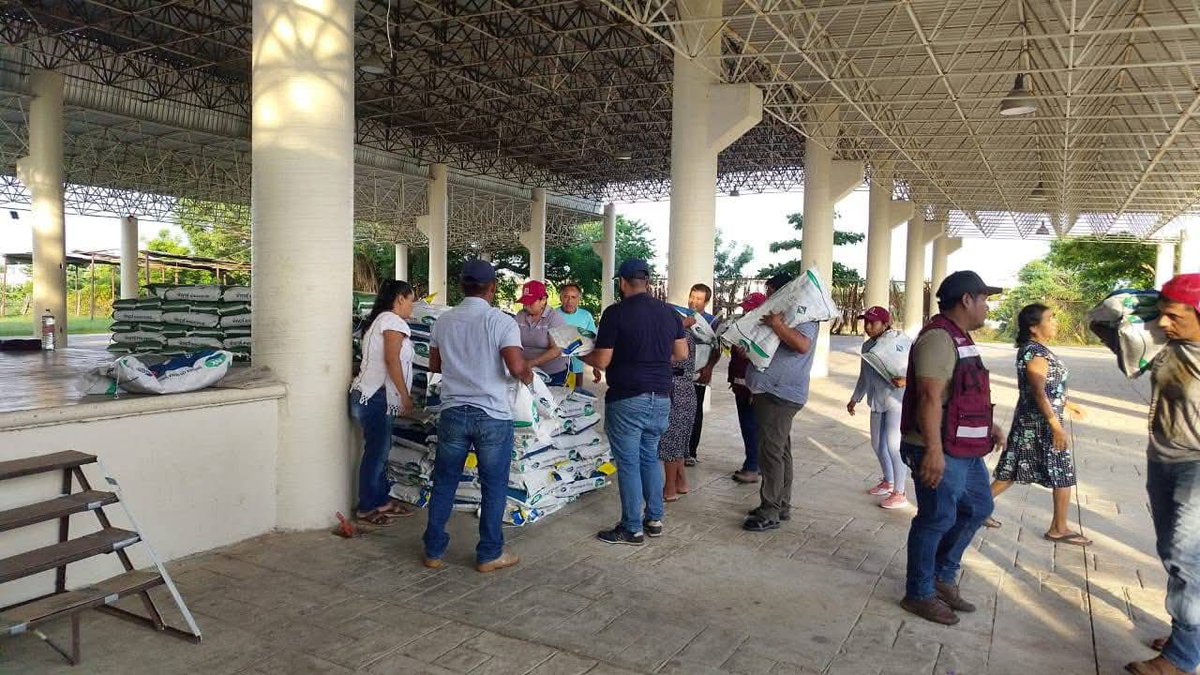 CentroNoticiasO's tweet image. Para apoyar la recuperación ganadera tras el #HuracánErick, #Oaxaca distribuyó paquetes de siembra en #PinotepaNacional. La @SEFADER_GobOax entregó semillas de maíz forrajero, fertilizantes y bioestimulantes. La iniciativa busca garantizar alimentación animal en la Costa afectada