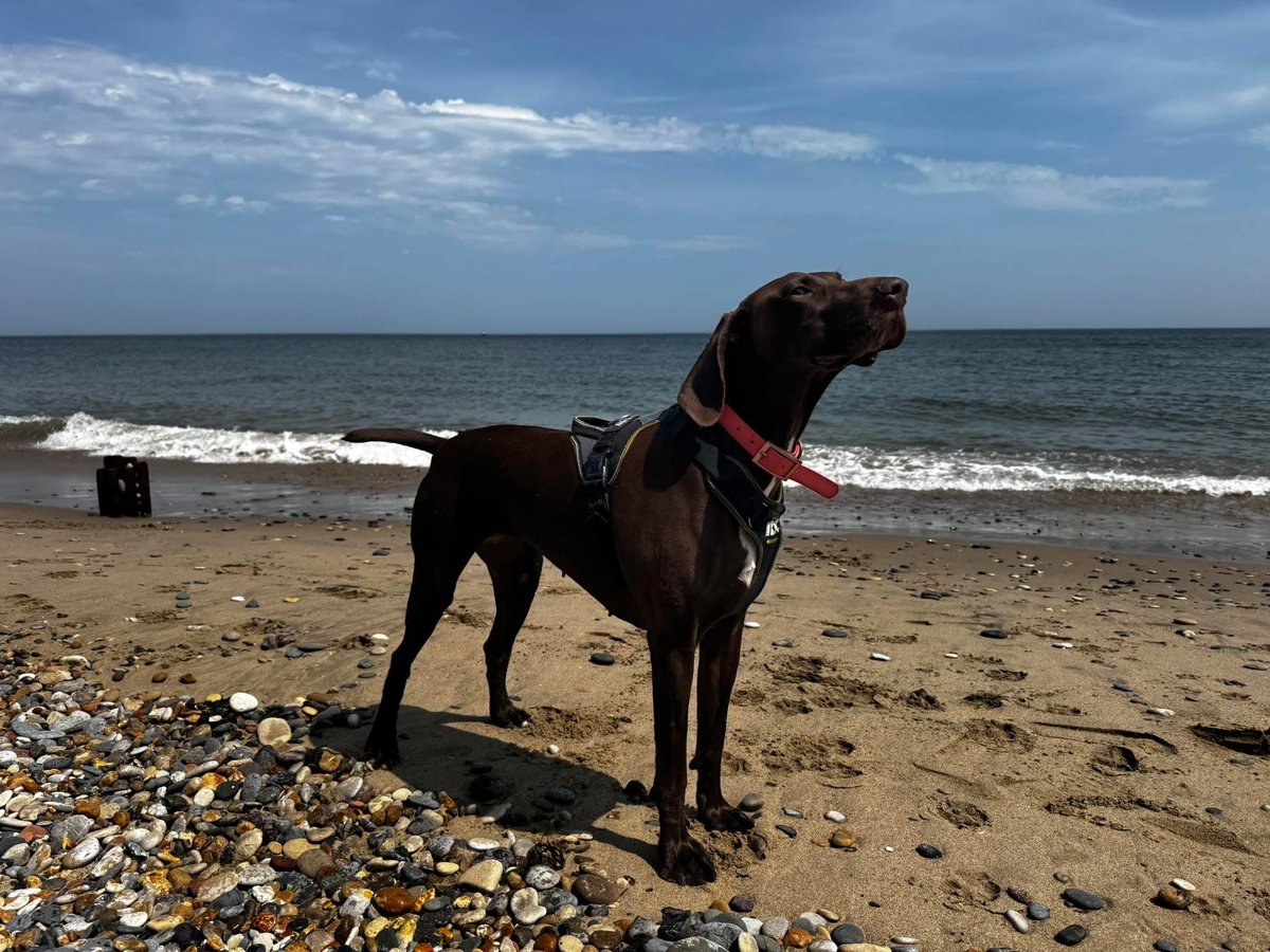 🆘13 AUG 2025 #Lost Ada #ScanMe
Brown &amp; White German Shorthaired Pointer Female
#Bramhope near Golden Acre Park #Leeds 
#WestYorkshire #LS16
doglost.co.uk/dog/199574