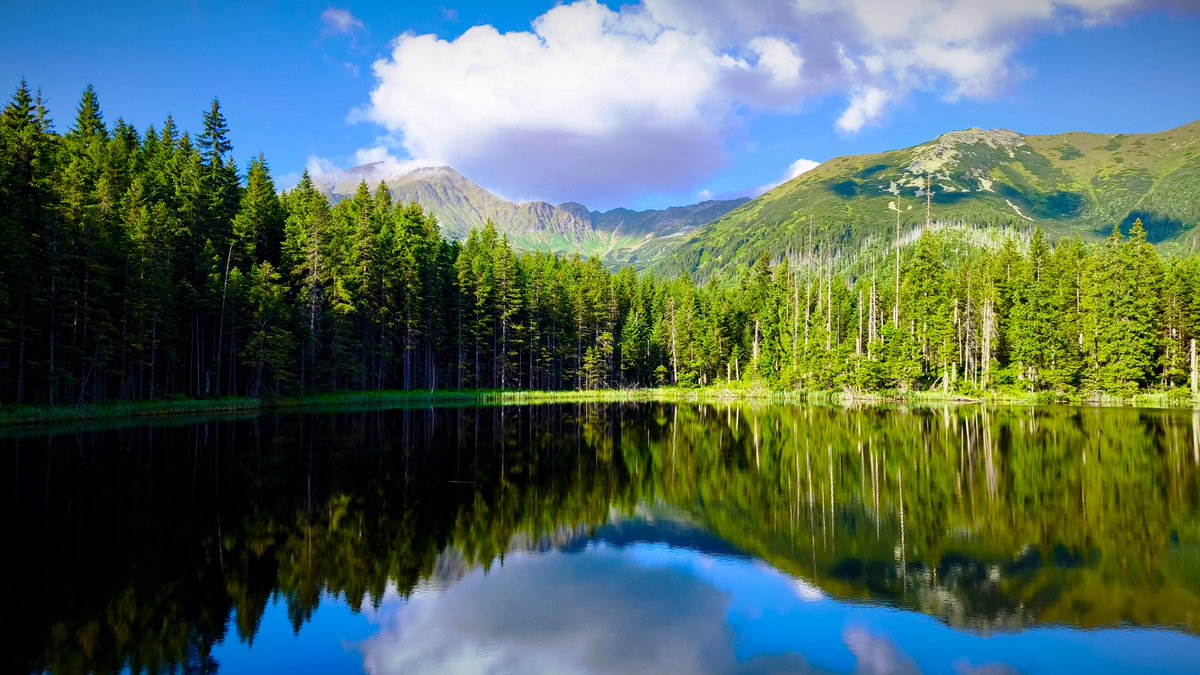 FreeWolf (@johnlocke1125) on Twitter photo 