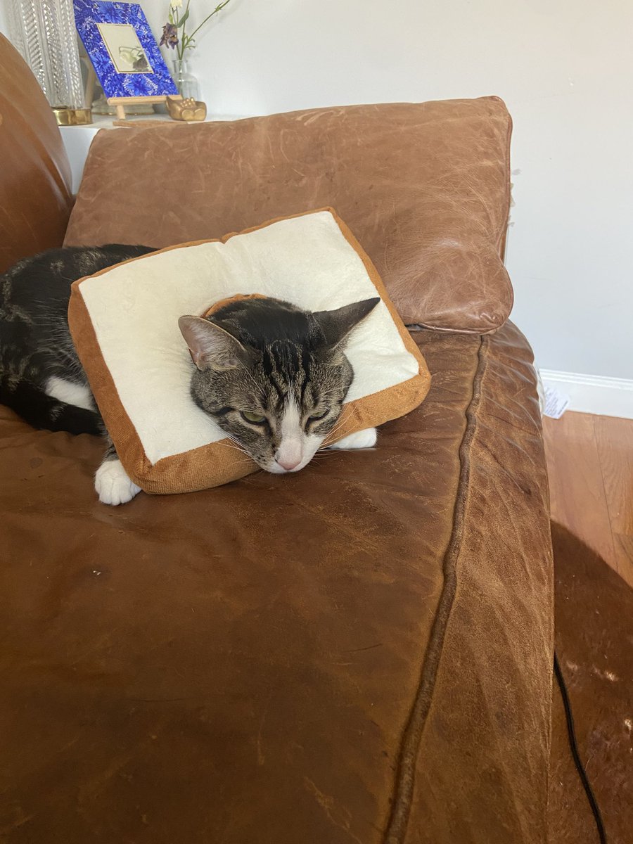 actionjack69's tweet photo. Laszlo is #NotPleased because he has pododermatitis again and must wear the bread cone of shame :( https://t.co/ohCUqWegX3