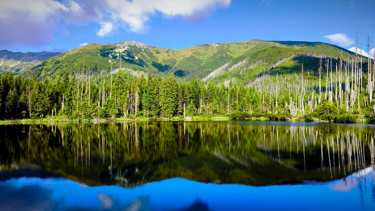 FreeWolf (@johnlocke1125) on Twitter photo 