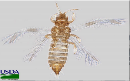 (A)Executive Asst. Commissioner Diane J. Sabatino (@ofoeac) on Twitter photo **FIRST IN NATION PEST INTERCEPTION** <a href="/DFOLosAngeles/">Acting DFO, Andrew H. Douglas</a> CBP ag specialists intercepted an insect on a pincushion flower shipment from Kenya. <a href="/USDA/">Dept. of Agriculture</a> confirmed it as Baliothrips sunae, an insect not native to the US. The shipment was treated. <a href="/CBP/">CBP</a> is protecting America. #OFOProud🇺🇸 **FIRST IN NATION PEST INTERCEPTION** <a href="/DFOLosAngeles/">Acting DFO, Andrew H. Douglas</a> CBP ag specialists intercepted an insect on a pincushion flower shipment from Kenya. <a href="/USDA/">Dept. of Agriculture</a> confirmed it as Baliothrips sunae, an insect not native to the US. The shipment was treated. <a href="/CBP/">CBP</a> is protecting America. #OFOProud🇺🇸