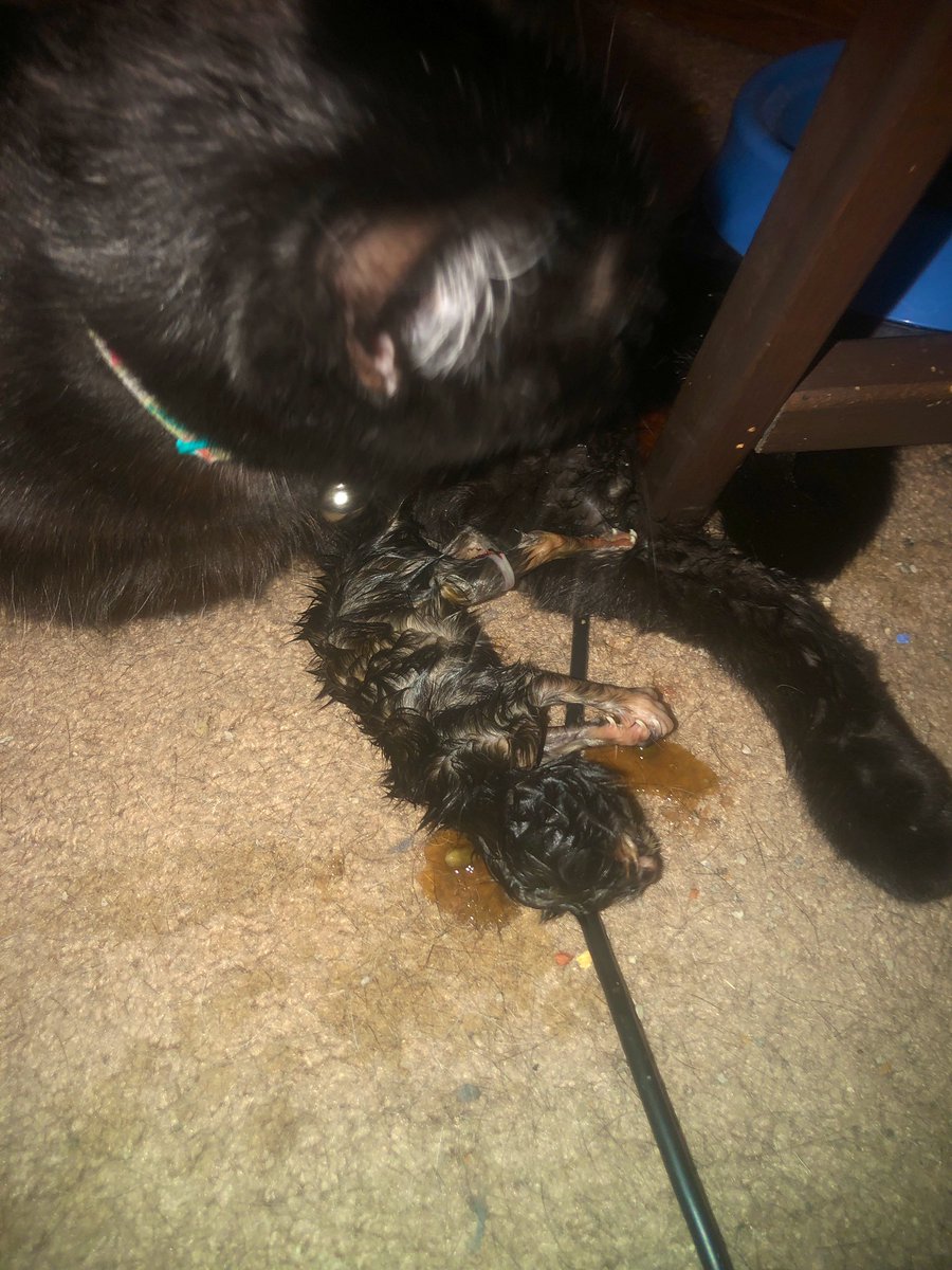 This was a difficult one.  It didn’t come out head first and was hard for her to push out.  I thought it was going to be born dead but it’s doing good so far.  The first ever time I had to help. She started having the contractions on my bed but she wasn’t pushing much.  #kitten