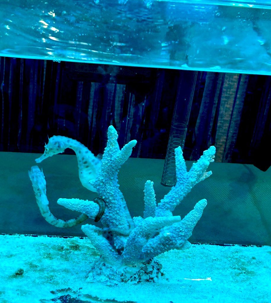 今日は何故かメンタル崩壊してて自分でコントロール出来ないくらい絶望的メンタルだった🫠
どうした自分？
そんな私を癒してくれたミニ水族館🐟
めちゃくちゃ癒しの一時でした✨
今はすっかり元気だよ💪
人間そんな日もあるよね。
現実逃避をありがとう🩵
明日備えてゆっくり休もう。
おやすみなさい💤