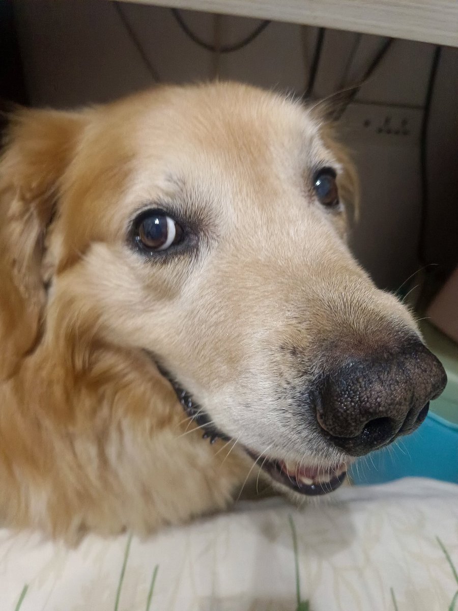 goldendoggg (COMMS OPEN) tweet media