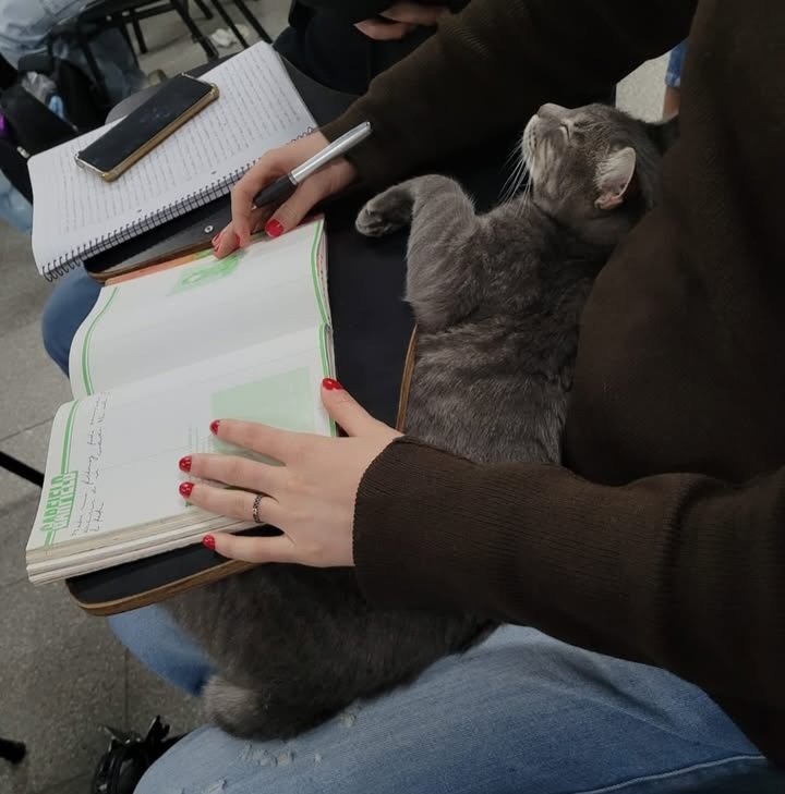 Ahora hay un gato en mi facultad, me re estafaron. De haber habido un gato como incentivo cuando yo cursaba, me habría recibido antes
