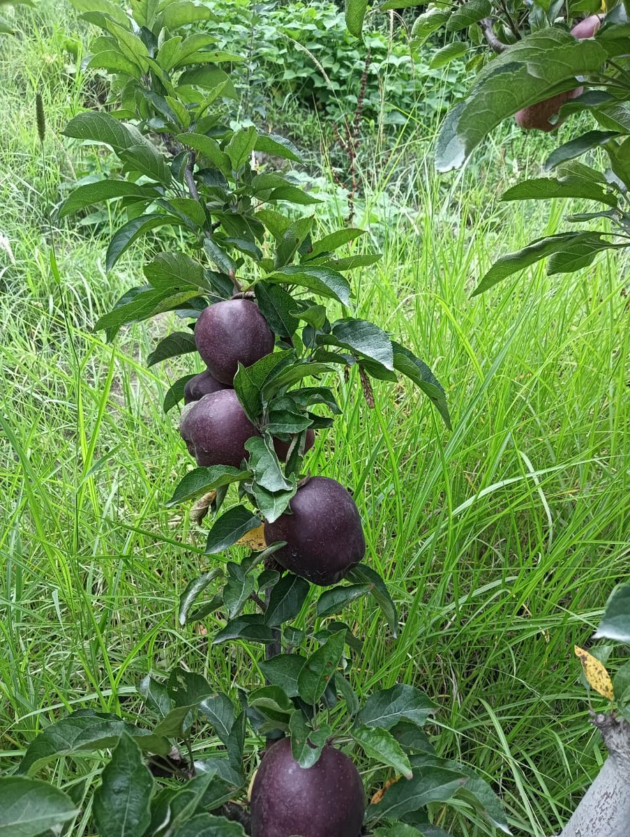 Apples never go out of season. Just ask Snow White.