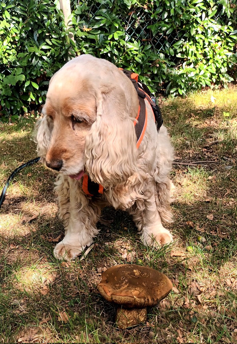 Schaduwplekken opzoeken om te wandelen #Hitteplan