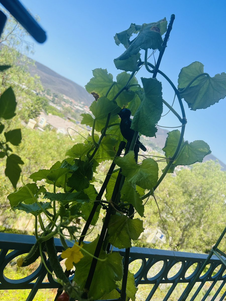 cloyu2024's tweet photo. 🌱Veranda Garden 野菜編
8/14/25
きゅうりが🥒2本きてます。
きゅうりはトレリスが足りなくなり、下に雪崩気味で育っております。
シソのお花がつきました。確か天ぷらにすると美味しかったような、、、。
#zb園芸部
# 🥒
#japanesebasil https://t.co/2yNBj9MxQV