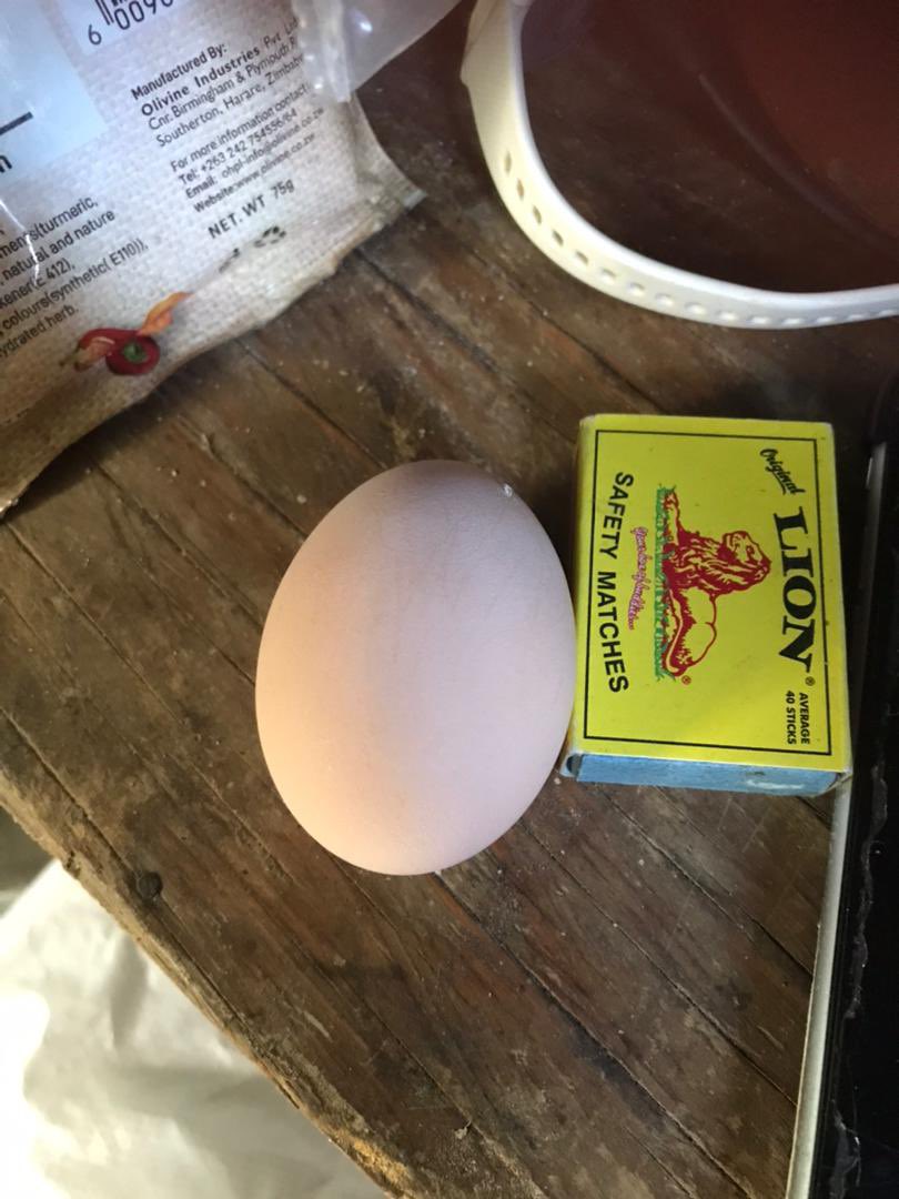 VaTagwirei tweet media