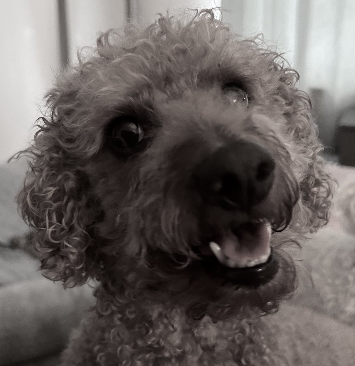 Hey fwends itz ma birfday today! Iz seven, hoomans doesn’t want me to grow up but iz so happy today, iz had soooo much luff and kisses treats and more treats, itz too warm to go out tho…🎉🐾❤️🐾❤️#ZSHQ