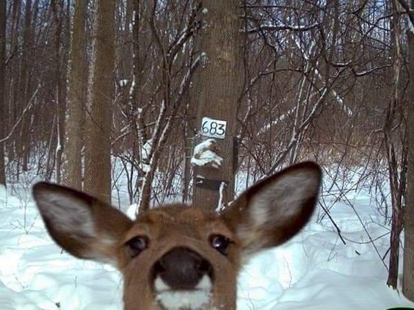 Deer in Places they Shouldn't Be (@deershouldnt) on Twitter photo 