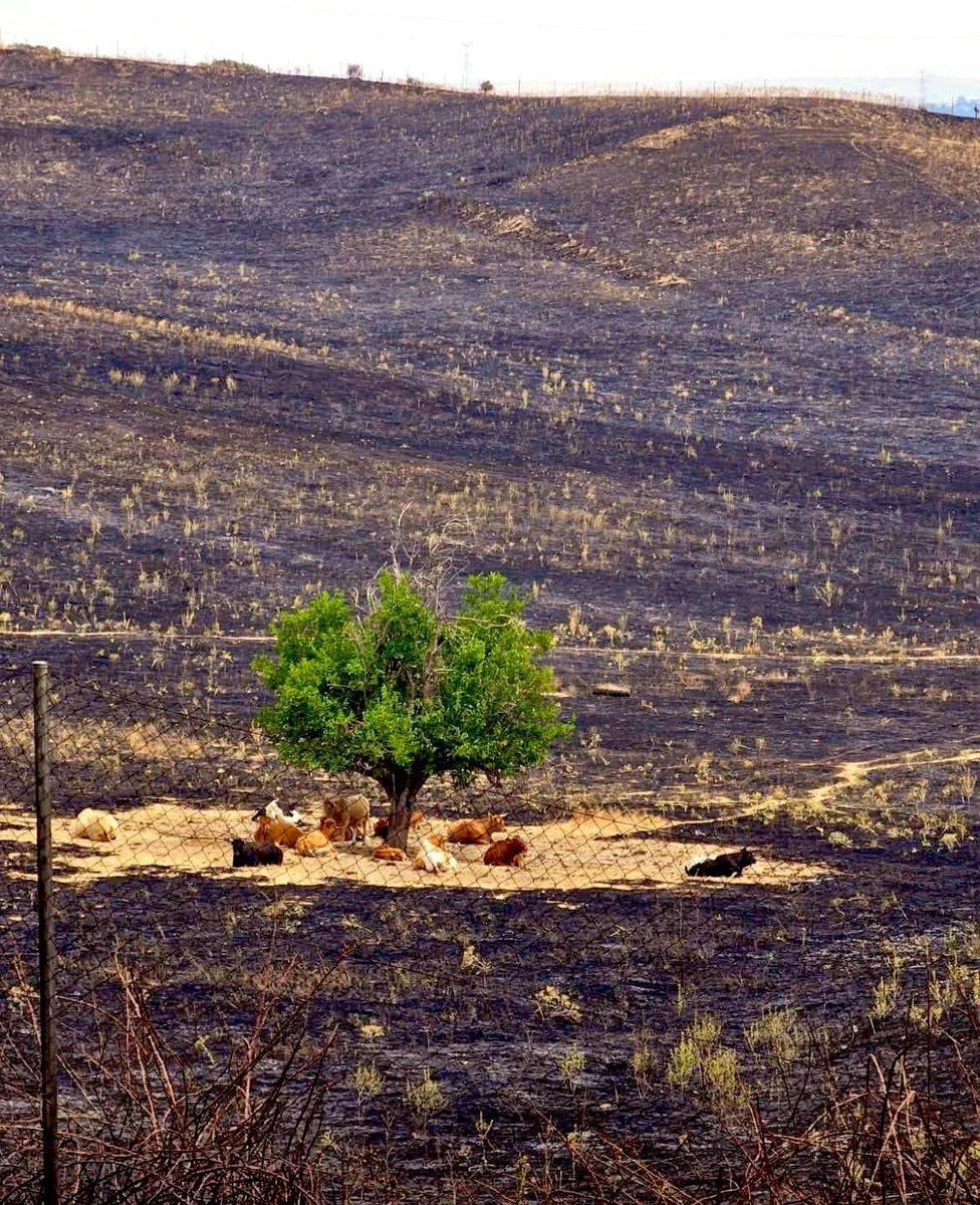 Donde las vacas duermen y pastan, la tierra no arde.
