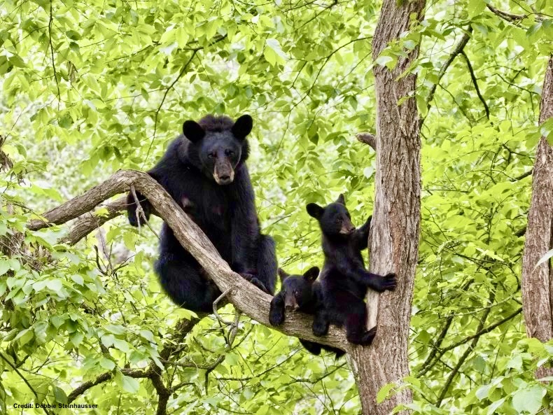 #Bears

The last Florida bear hunt in 2015 was an appalling massacre.

The slaughter was so intense that over 300 bears were killed in just 48 hours—leaving an estimated 70 orphan cubs—so it was stopped.

Now it’s back.

1/