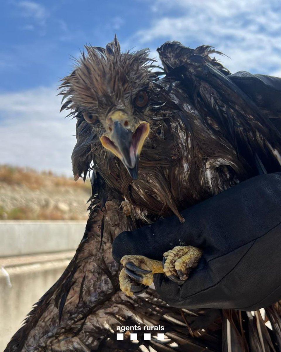 🦅 A Arbeca, rescatem amb èxit un milà negre (Milvus migrans) dins del canal Segarra-Garrigues.

L’ocell, probablement atret per una presa dins l’aigua, va baixar a capturar-la i no va poder reprendre el vol. El canal disposa de mesures de sortida i passos de fauna.