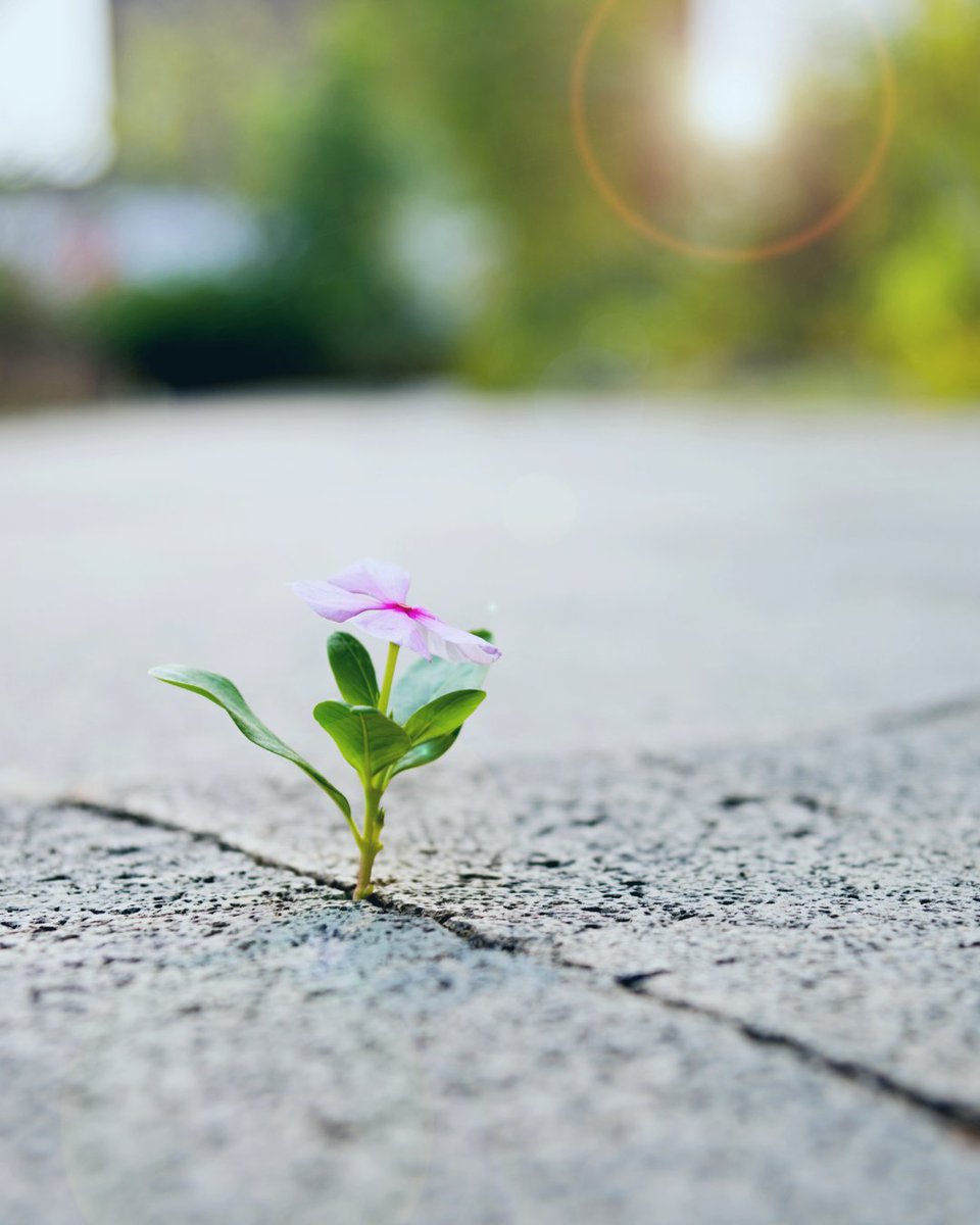 PhoenixHouseCa's tweet photo. Even in the most unlikely places, growth happens. Healing is possible—even when it feels out of reach. Let this be your reminder: you’re stronger than your circumstances. 🌱 https://t.co/tntbeMwR5r
