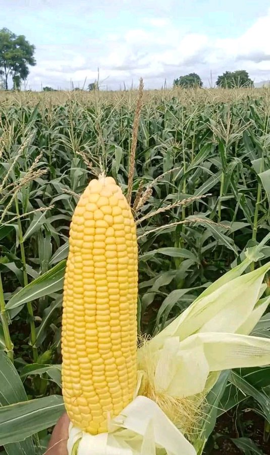 ABISVeg's tweet photo. It is time to plant new one! #Ikizihizaumuhinzi
@AGARwanda1 @Agronomme_ @FAO @HoReCo_Rw @niyopatrico @YEAN_Agro #agriculture #agribusiness #vegetablesfarming #UrbanFarming https://t.co/nMHYaijhhj