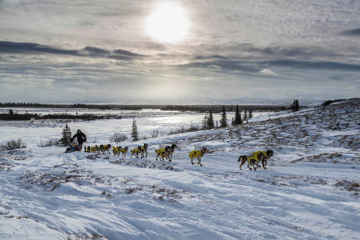 🐾 #Iditarod #ThrowbackThursday 🐾
Mats Pettersson of Sweden cruises down the trail several miles before the Unalakleet checkpoint in the 2015 Iditarod.  Mats crossed under the Burled Arch in 25th place, in 10d 0h 11m 21s.

📷 @iditarodjeff | schultzphoto.com