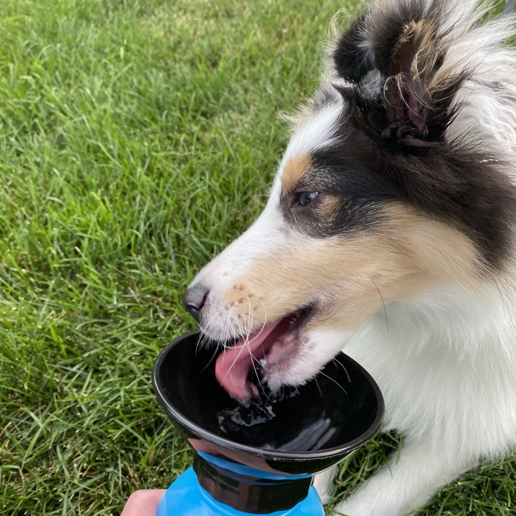 Pet Food Institute tweet media