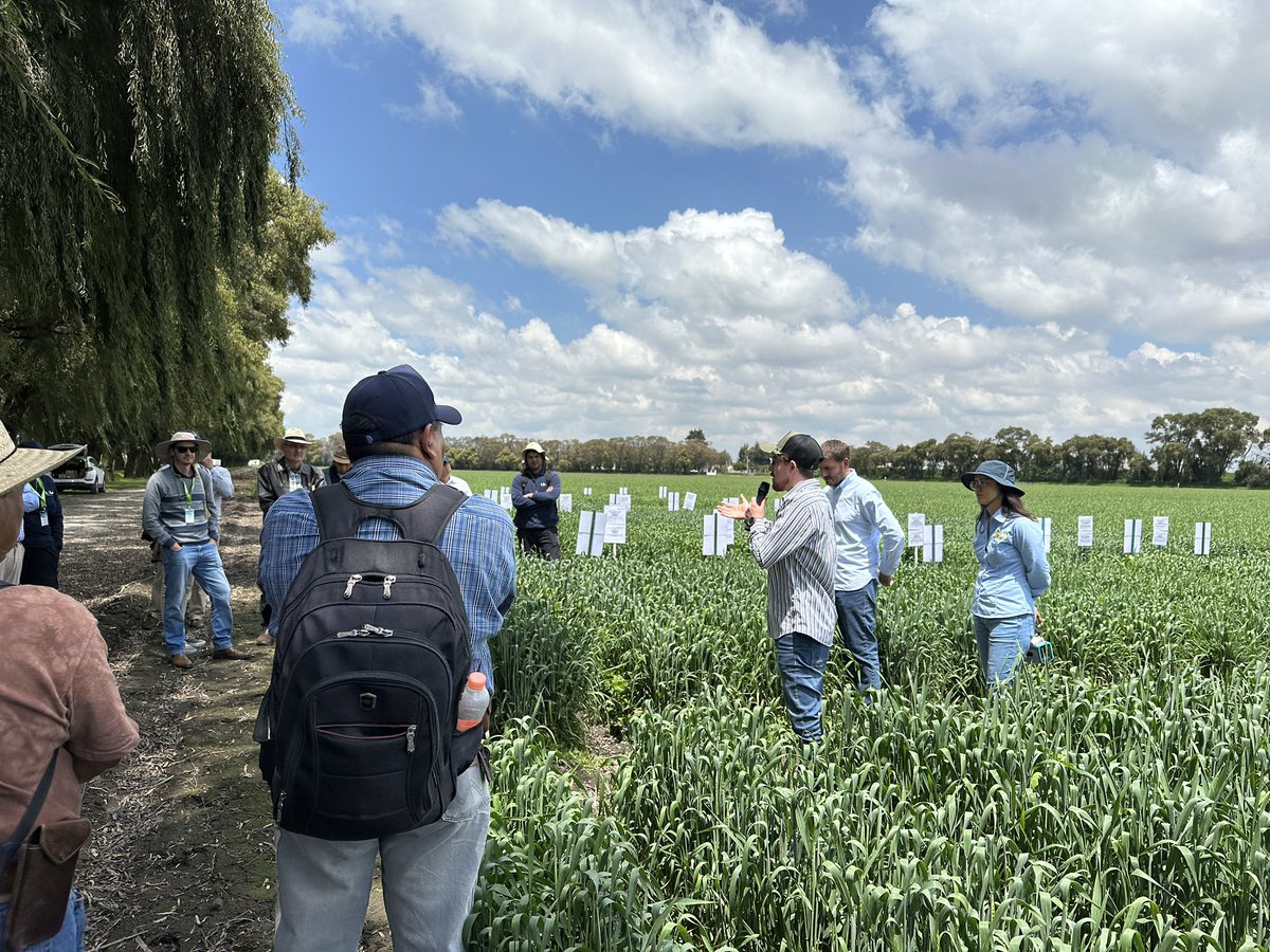 🌾Today we kick off the #CIMMYT Toluca Field Day at the Sanjaya Rajaram Experimental Station, bringing together researchers, seed companies, and decision-makers to accelerate wheat disease resistance and climate resilience for global #foodsecurity.🌏