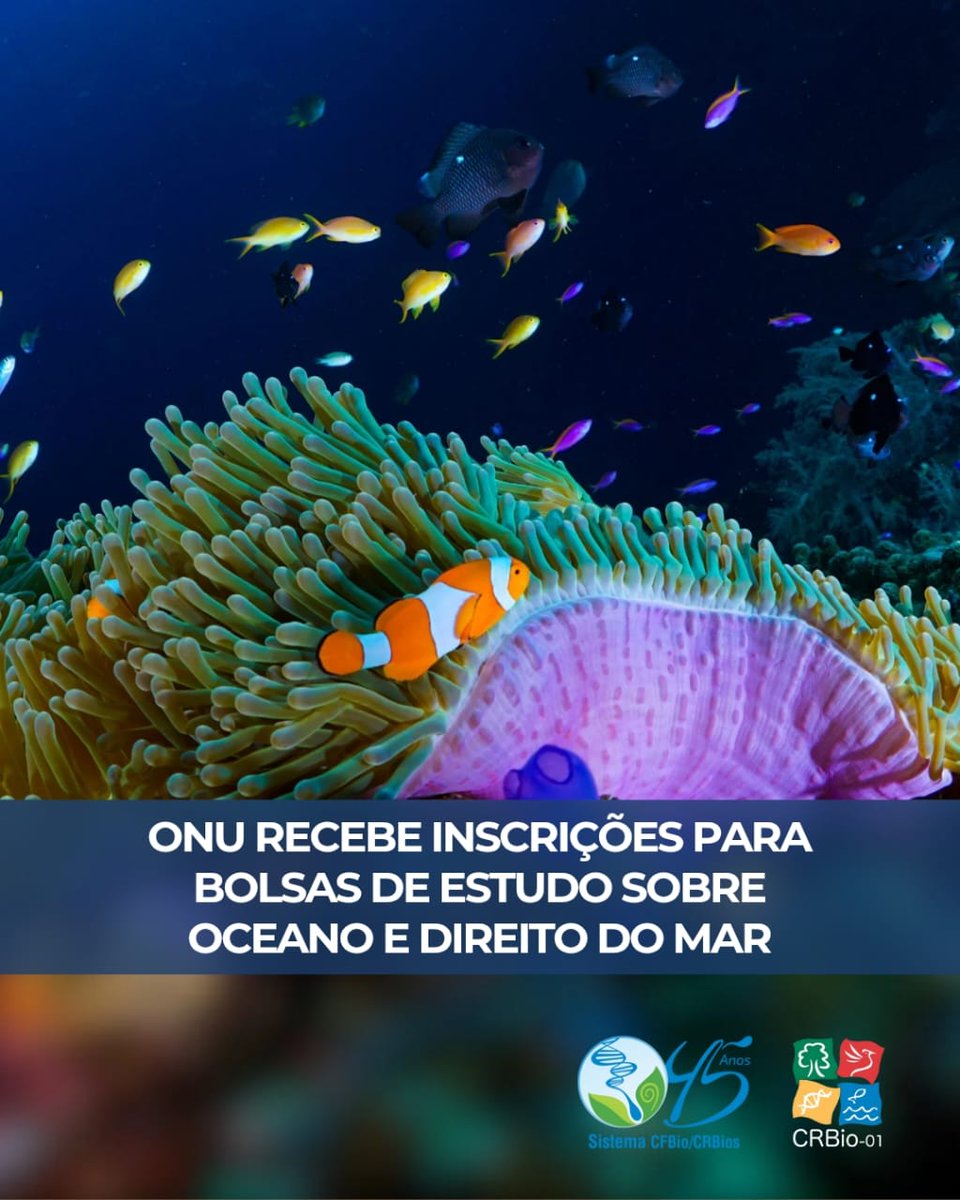CRBio01's tweet photo. A ONU inscreve até 14/09 para o Programa de Bolsas de Estudos sobre Oceano e Direito do Mar, direcionado a profissionais de países em desenvolvimento que atuem diretamente com questões relacionadas ao direito do mar e preservação do oceano. Confira: https://t.co/lHNM7h9Pjz https://t.co/rJtax4Qxwt