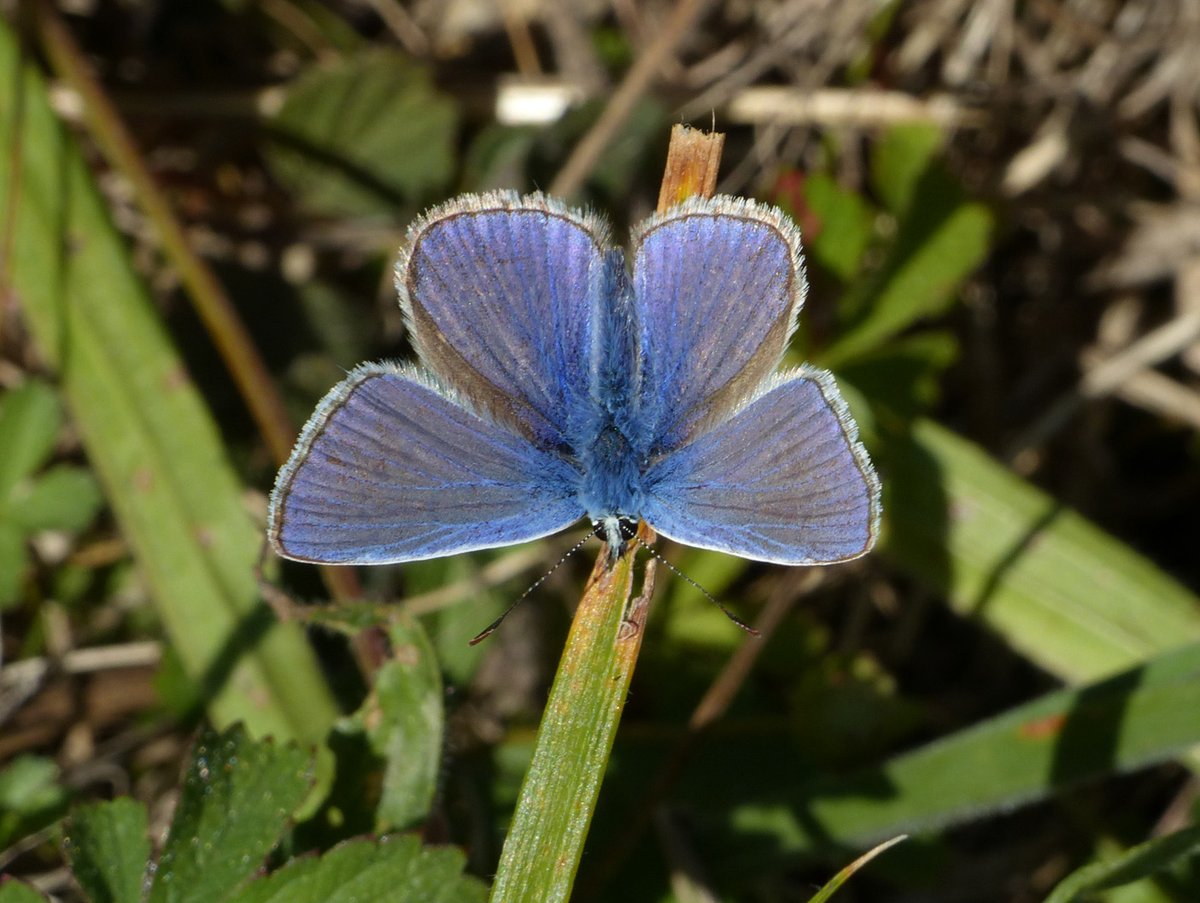 BArnold668's tweet photo. After a few days away, came back to our Harman's Cross garden to some lovely colours - Common Blue and Small Copper in the garden today. @savebutterflies @GreenDorset @DorsetWildlife @SightingDOR @BC_Dorset https://t.co/4OD24bKnkS