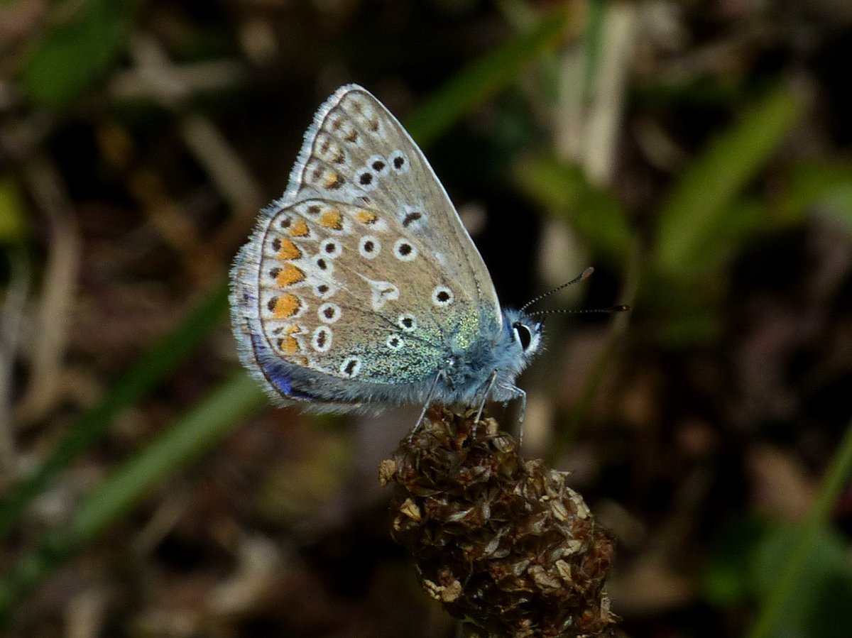 BArnold668's tweet photo. After a few days away, came back to our Harman's Cross garden to some lovely colours - Common Blue and Small Copper in the garden today. @savebutterflies @GreenDorset @DorsetWildlife @SightingDOR @BC_Dorset https://t.co/4OD24bKnkS