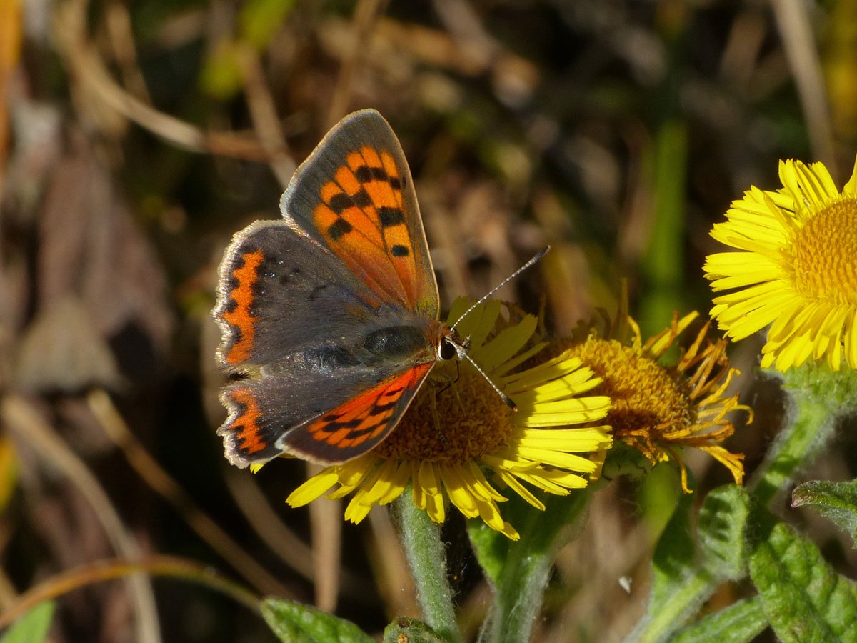 BArnold668's tweet photo. After a few days away, came back to our Harman's Cross garden to some lovely colours - Common Blue and Small Copper in the garden today. @savebutterflies @GreenDorset @DorsetWildlife @SightingDOR @BC_Dorset https://t.co/4OD24bKnkS