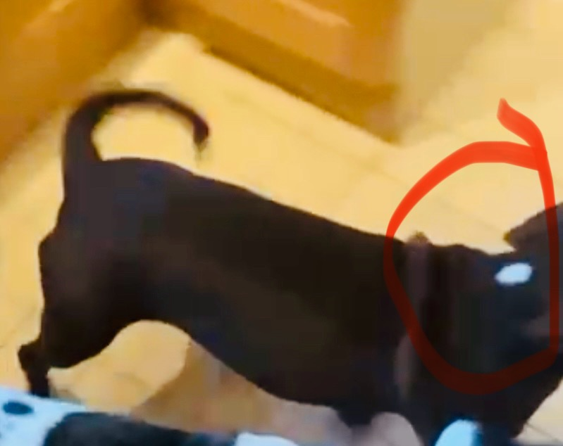 COCO HOME SAFE. THANKS FOR RT's😊🐕🐾 

🆘13 AUG 2025 #Lost Coco #ScanMe
Brown &amp; White Mastiff Male 
Clive Road #London #GreaterLondon #SE21 doglost.co.uk/dog/199549