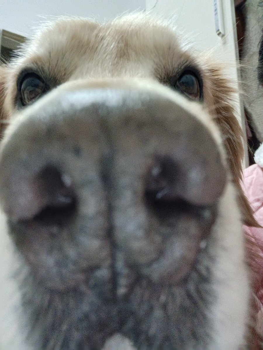 goldendoggg (COMMS OPEN) tweet media