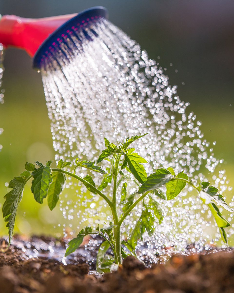 Alkalinity affects more than pH—it changes how well your plants absorb nutrients.
Start with a water test. Adjust your program.
🌱 plantprod.com/news/whats-in-…
#PlantProd #WaterMatters #GrowSmart