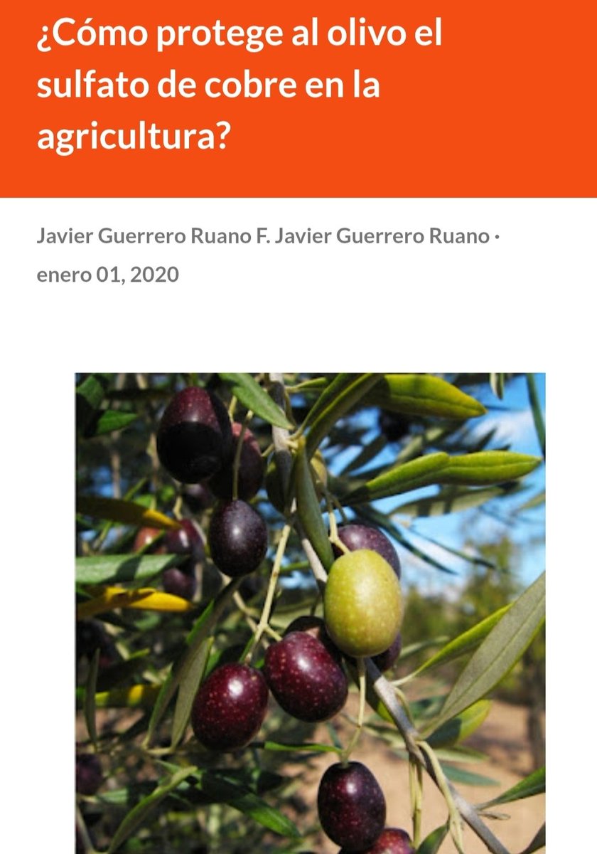 GuerreroRuano's tweet photo. 🫒👀 ¿Sabías que el sulfato de cobre no cura, sino que pone un escudo invisible al olivo contra el repilo?
Descubre cómo funciona y por qué es un clásico en la agricultura ecológica 🌿🔬
👇
https://t.co/tBajbJIzmY

#repilo #sulfatodecobre #cienciaLlana https://t.co/Py9oj3LjnJ