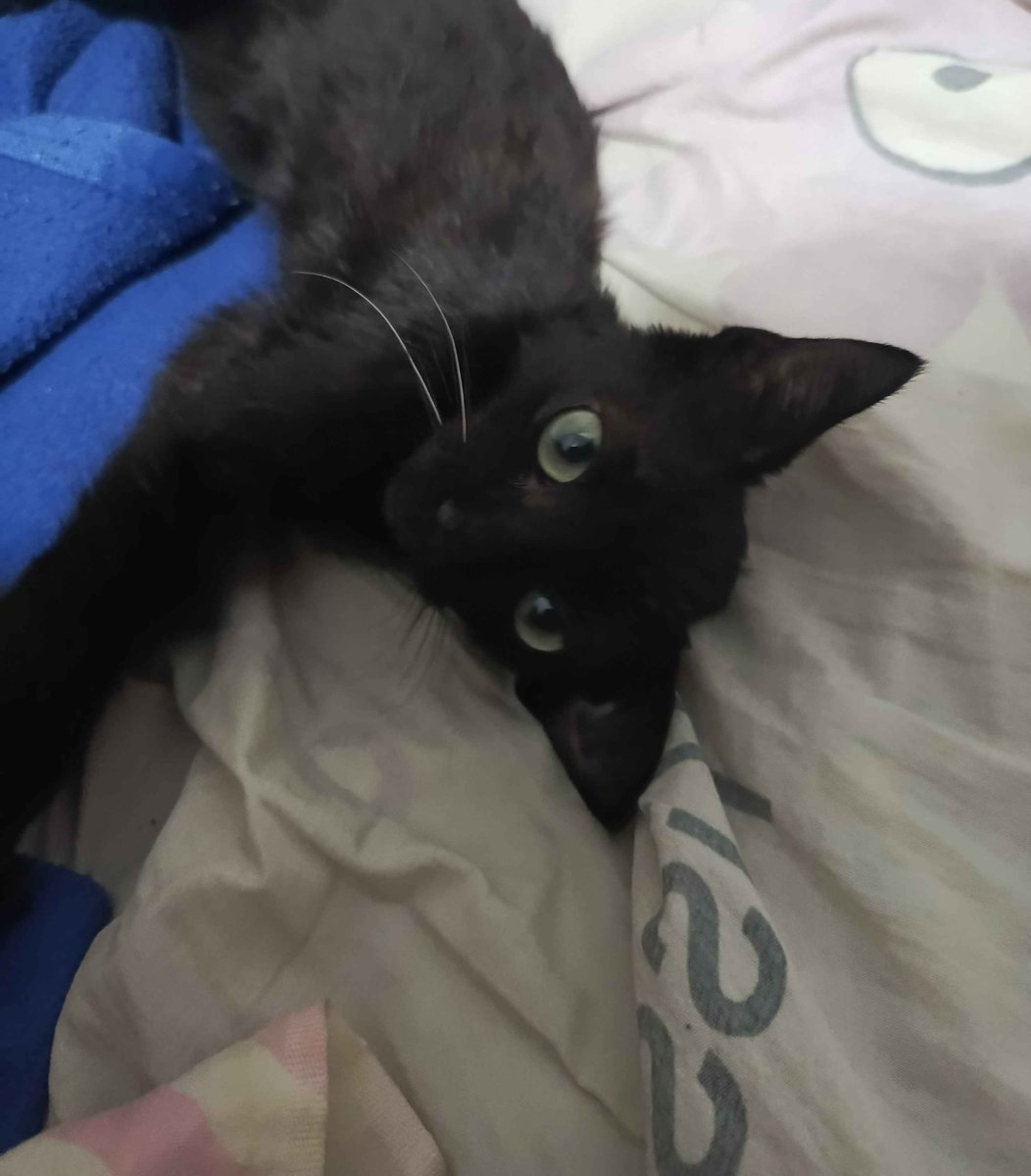 This is Fex. My friend whom i helped with comissions recently rescued an Cat and nammed it after me &lt;3

I'm glad things have been getting better for em,and now he's making the life of that silly lil catto alot better!