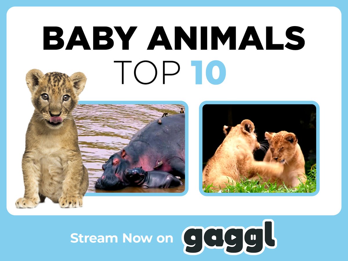 Gaggl (@gaggltv) on Twitter photo So hereโs a little something weโve been working on turning into a gameโฆ fur real!
Those cute but sometimes deadly Baby Animals are all yours to play along with - just donโt get too close!
Baby Animals Top 10 | Stream Now on Gaggl
๐ฃ๐ฆ๐ฎ๐ชฑ๐ฆ๐๐ฆ๐ฆ๐ฆ๐ฆฌ๐๐ฆ๐ฆฉ๐ฆ๐ฆง๐ So hereโs a little something weโve been working on turning into a gameโฆ fur real!
Those cute but sometimes deadly Baby Animals are all yours to play along with - just donโt get too close!
Baby Animals Top 10 | Stream Now on Gaggl
๐ฃ๐ฆ๐ฎ๐ชฑ๐ฆ๐๐ฆ๐ฆ๐ฆ๐ฆฌ๐๐ฆ๐ฆฉ๐ฆ๐ฆง๐