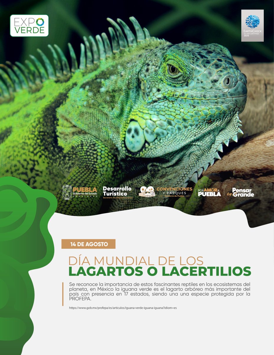🦎🌎 En México, la iguana verde es el lagarto arbóreo más importante.

Presente en 17 estados y protegida por PROFEPA, su conservación es clave para la biodiversidad. 💚

#Biodiversidad #PorAmorAPuebla #LatidoDeMéxico #CuidemosLaNaturaleza