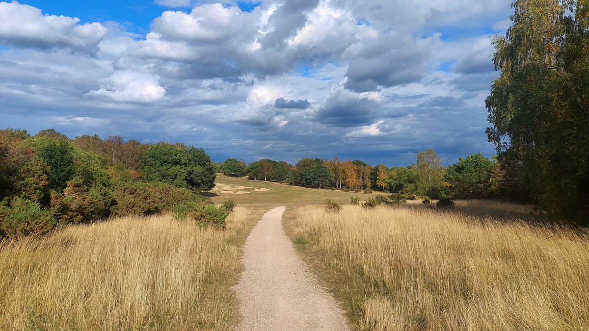 Autumn has come early, the Silver Birch are turning gold <a href="/LindrickGC/">LindrickGolfClub</a> 🍂