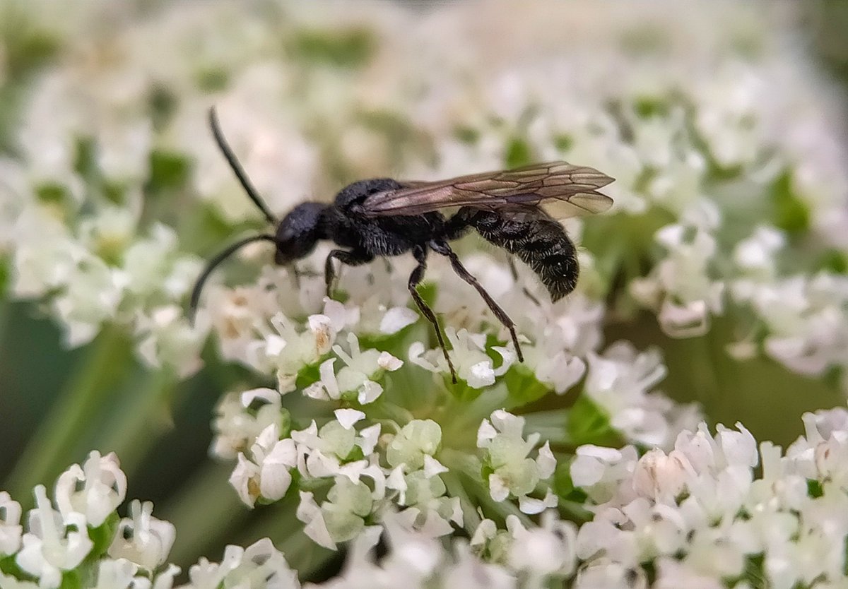 Ivysuckle๐(the garden reef)๐ (@ivysuckle) on Twitter photo Favourite find <a href="/WorcsWT/">Worcs Wildlife Trust</a> Tiddesley Wood today this male velvet ant - Myrmosa atra, on angelica flowers - my first encounter with a mutillid wasp! The female is smaller red & black & wingless, very ant-like. A cool insect which is a cuckoo of small ground-nesting crabronids ๐๐ Favourite find <a href="/WorcsWT/">Worcs Wildlife Trust</a> Tiddesley Wood today this male velvet ant - Myrmosa atra, on angelica flowers - my first encounter with a mutillid wasp! The female is smaller red & black & wingless, very ant-like. A cool insect which is a cuckoo of small ground-nesting crabronids ๐๐