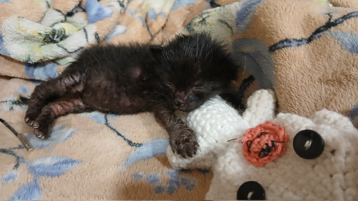 Оборудовали место для малышки, поставили термоковрик с температурой +-38,5 и кормим
Положили игрушку, потому что уже очень ей нравится спать на ком-то)
Наконец после стресса пузико вновь растёт, вес вновь идет вверх. 
Лапки покусаны и обсосаны были братом, но заживают
Милашка моя