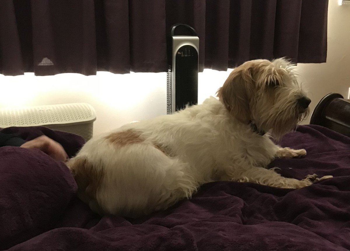 🆘13 AUG 2025 #Lost Eddie #ScanMe
Orange &amp; White Petit Basset Griffon Vendeen Male
Newent Arboretum, Watery Lane #Newent #Gloucestershire #GL18
doglost.co.uk/dog/199562