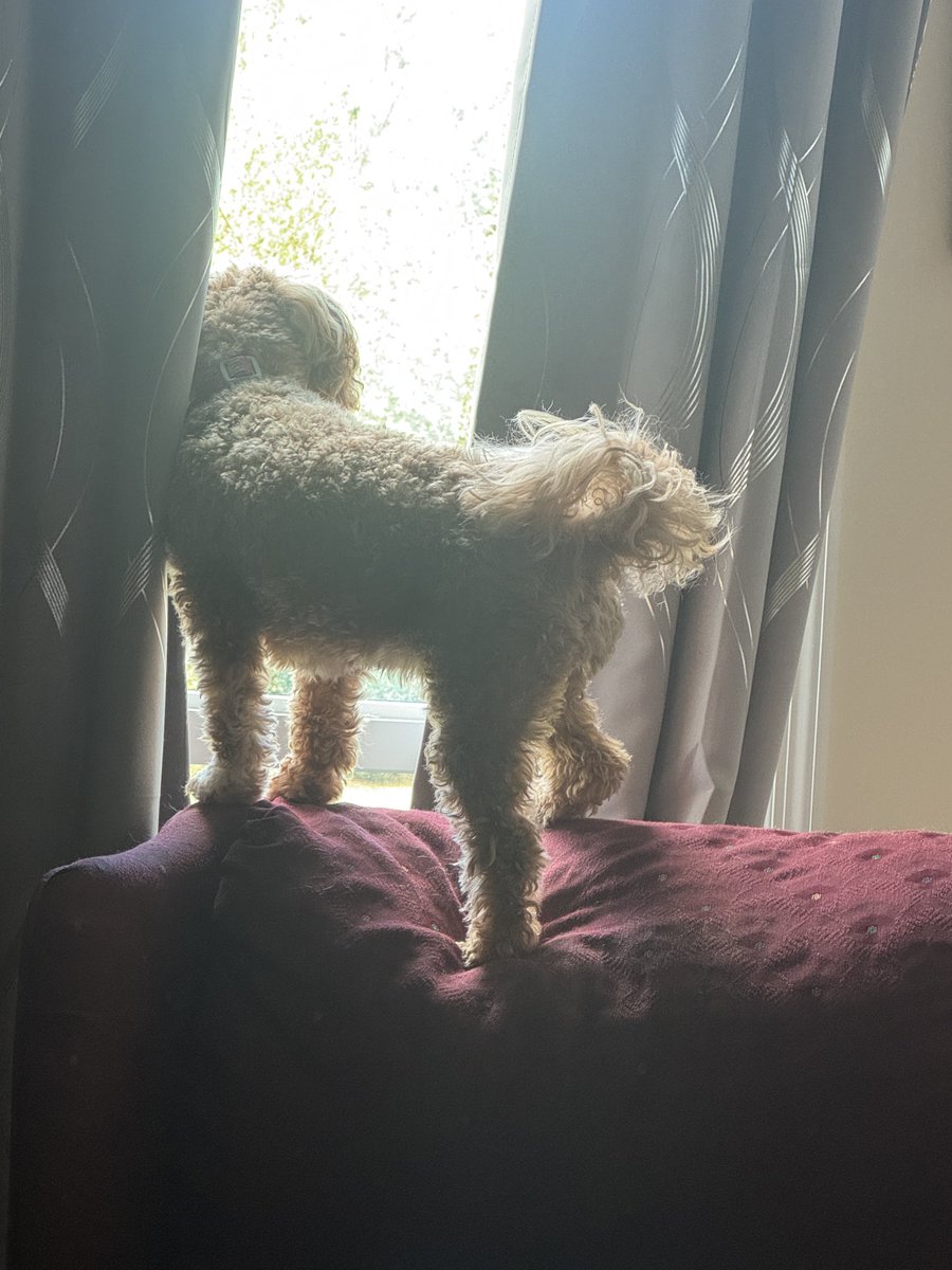 Killer puppy on patrol!