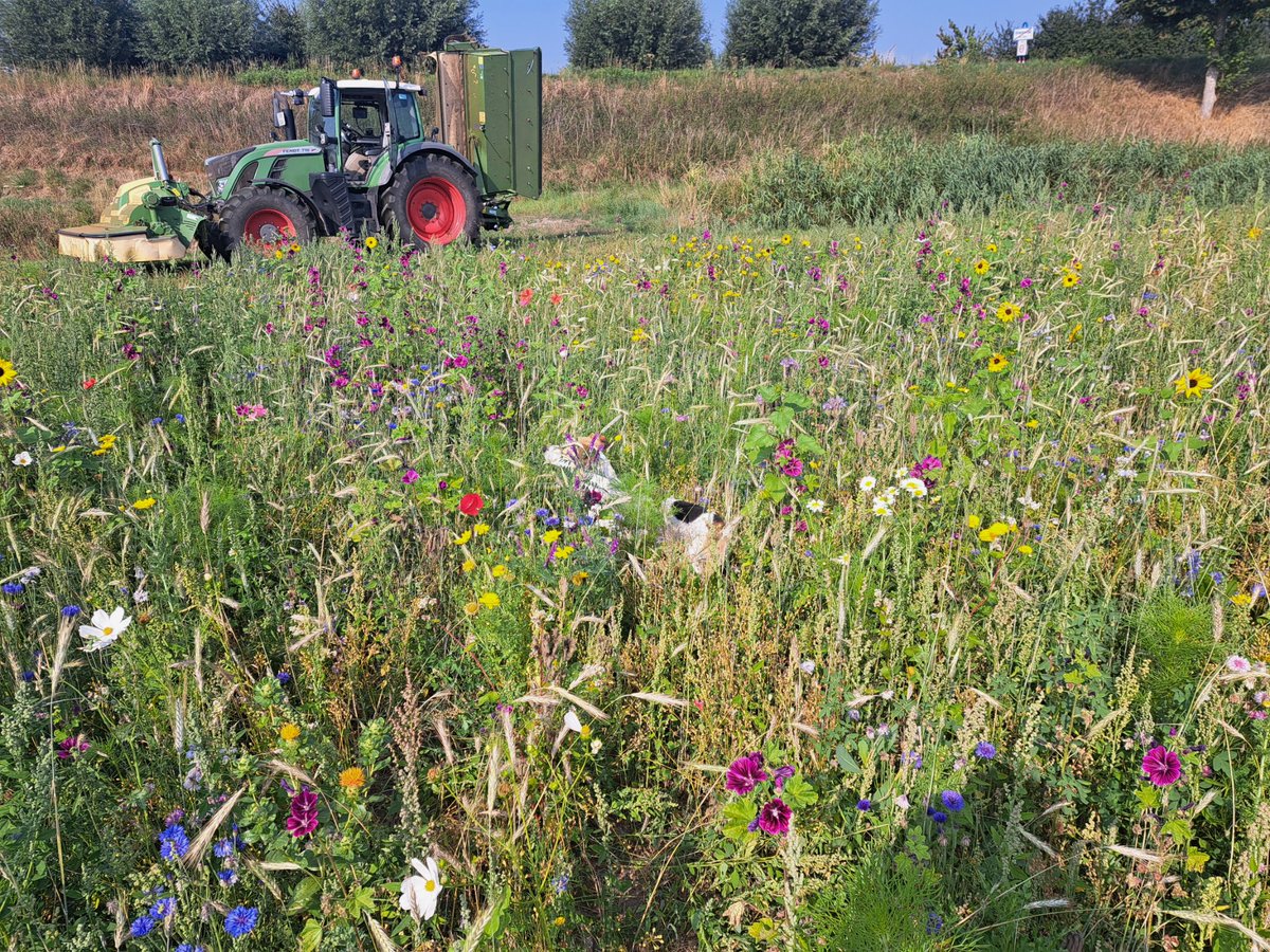 Frank Kuijpers tweet media