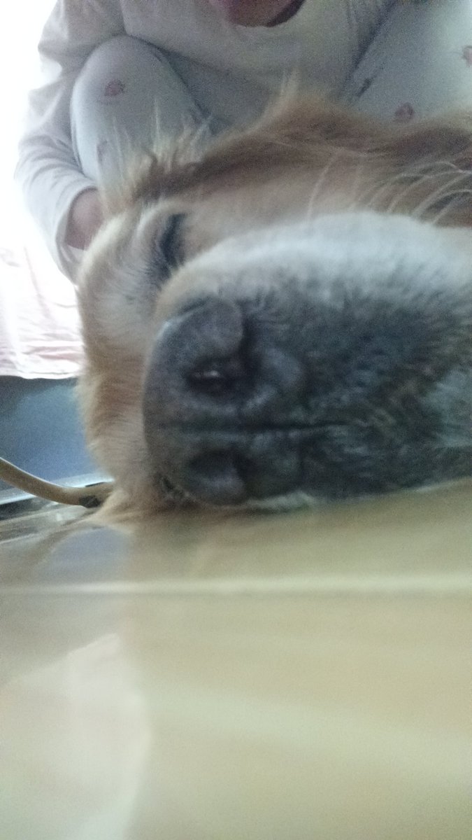 goldendoggg (COMMS OPEN) tweet media