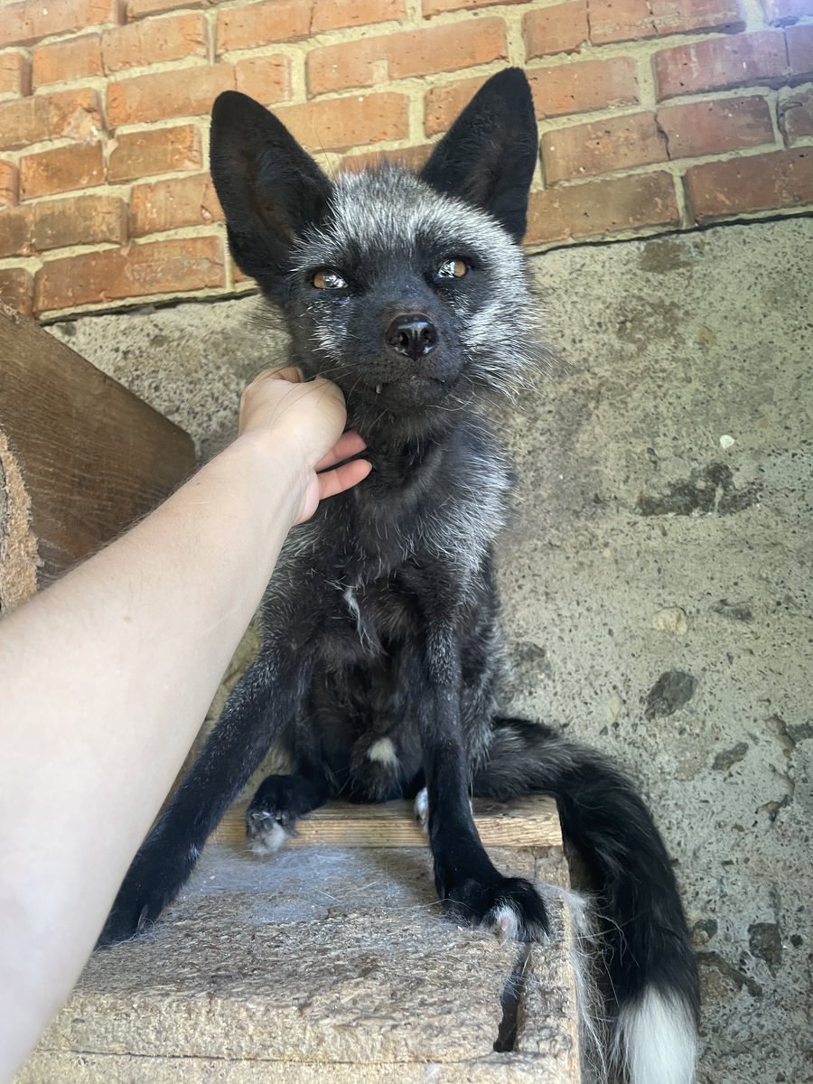 dayleri mello tweet media