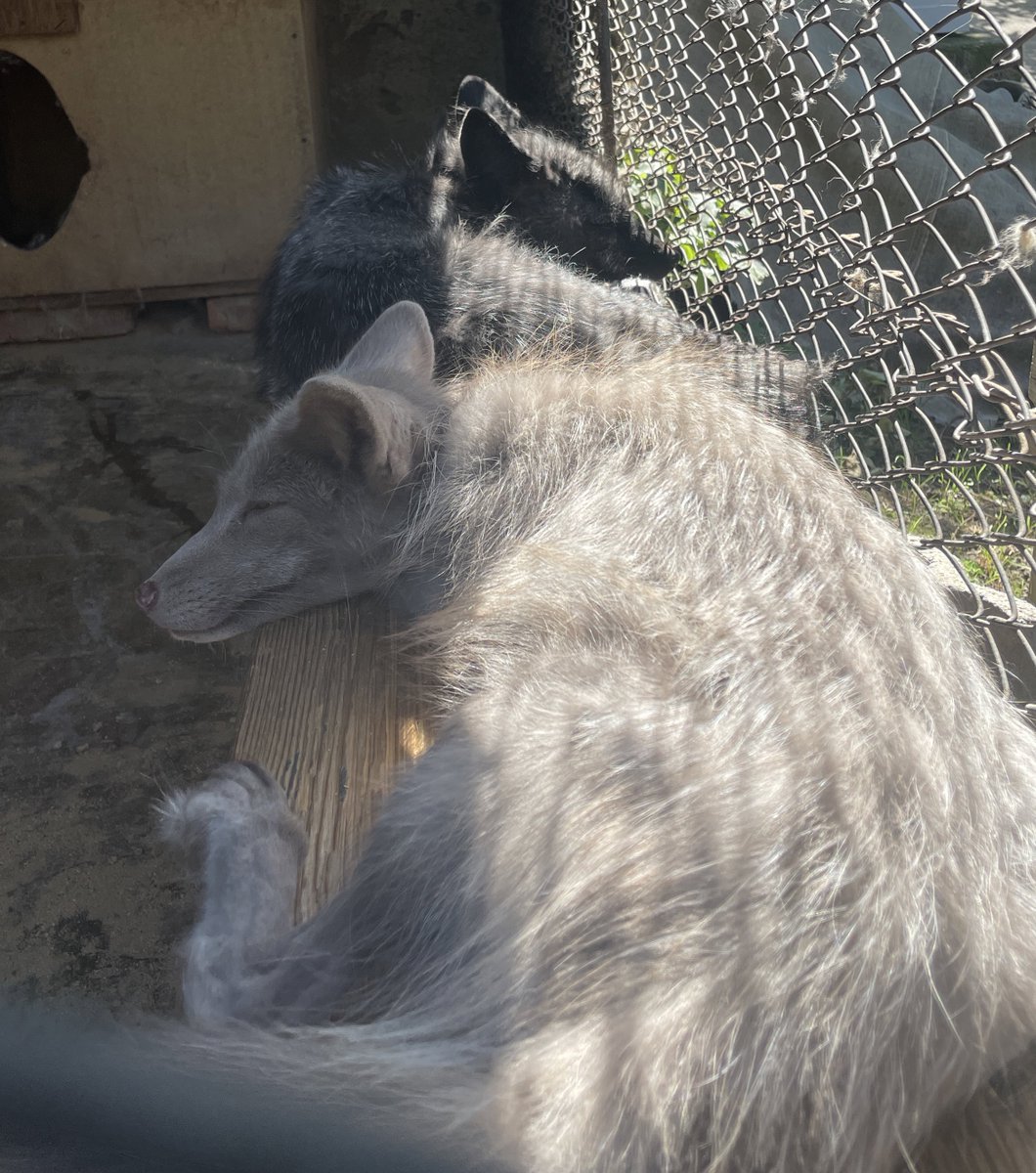 dayleri mello tweet media