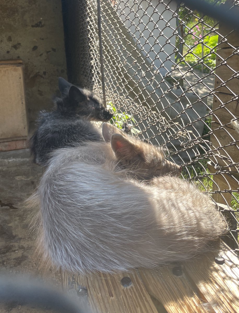 dayleri mello tweet media